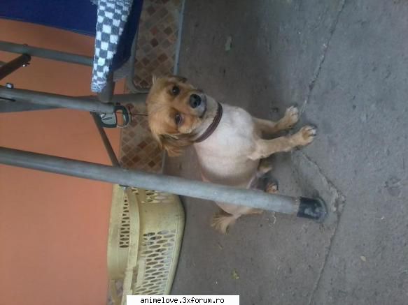 Animalutze - Eu un catel Benny :D - ღCafeღ