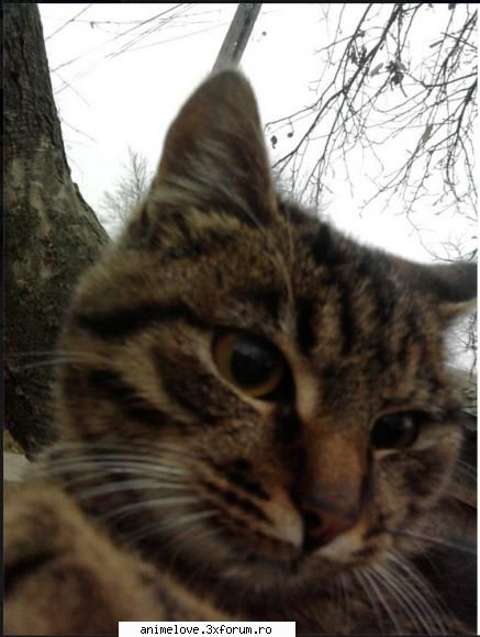Animalutze - Ooo ce dragut e catelusul de sus.. Pun si eu cu - ღCafeღ