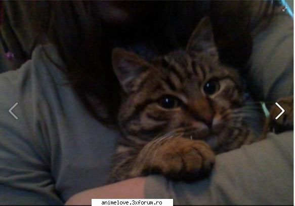 Animalutze - Si inca una cu preafrumosul meu motanel - ღCafeღ